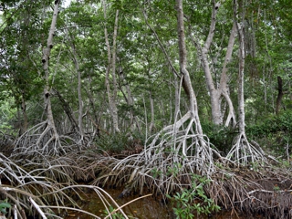 Manglar